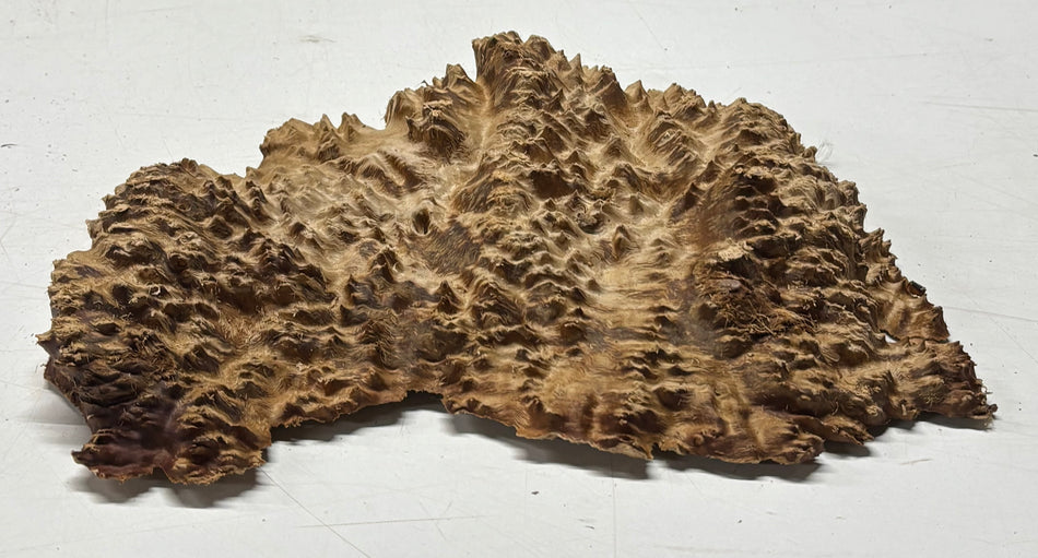 Brown Mallee Burl Blank 11" x 7" x 1.5" 2.6 Lbs #6268