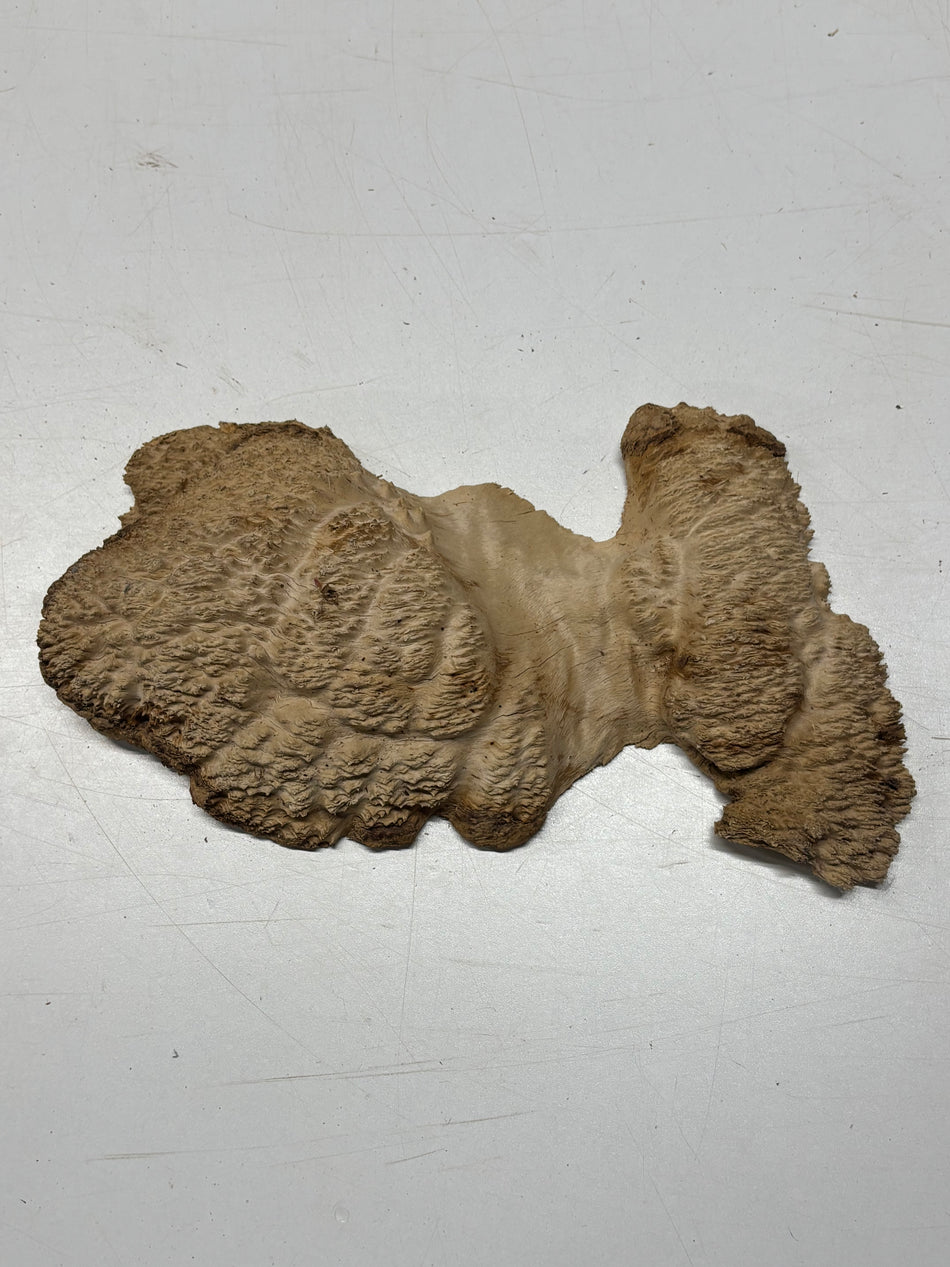 Brown Mallee Burl Blank 12" x 5" x 2" 2.2 Lbs #6269