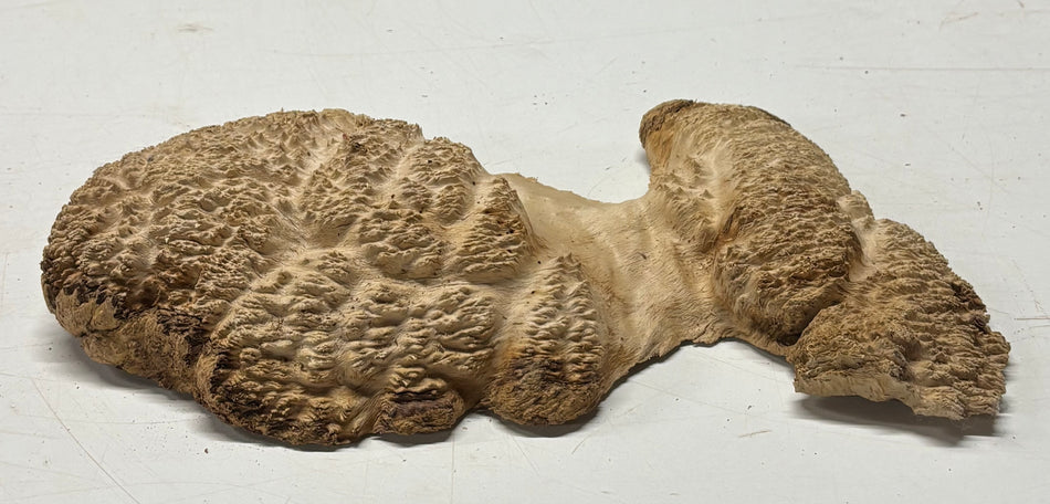 Brown Mallee Burl Blank 12" x 5" x 2" 2.2 Lbs #6269