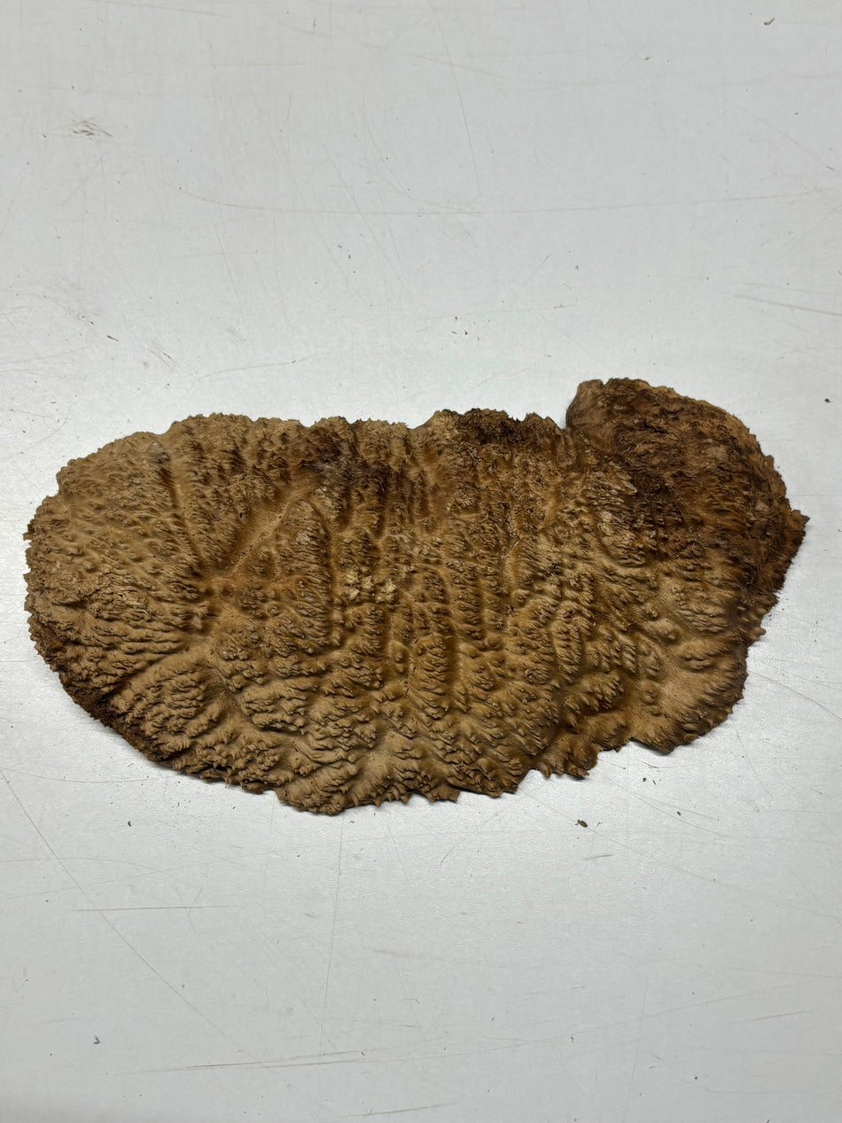 Brown Mallee Burl Blank 10" x 5" x 1.5" 2.4 Lbs #6270