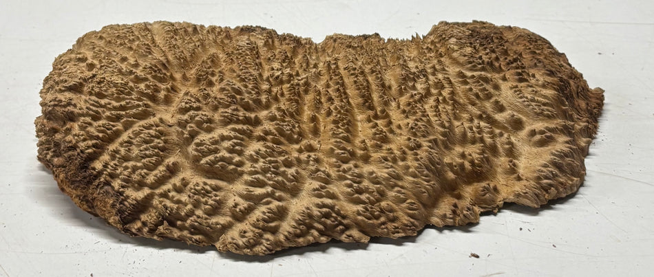 Brown Mallee Burl Blank 10" x 5" x 1.5" 2.4 Lbs #6270