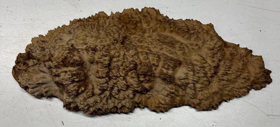 Brown Mallee Burl Blank 12" x 5" x 1.5" 2.6 Lbs #6271