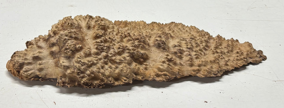 Brown Mallee Burl Blank 12" x 5" x 1.5" 2.6 Lbs #6271