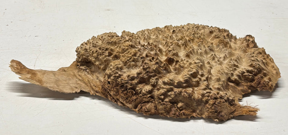 Brown Mallee Burl Blank 9" x 6" x 1" 2.4 Lbs #6272