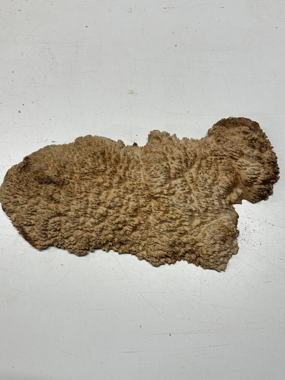 Brown Mallee Burl Blank 15" x 6" x 1.5" 4 Lbs #6273