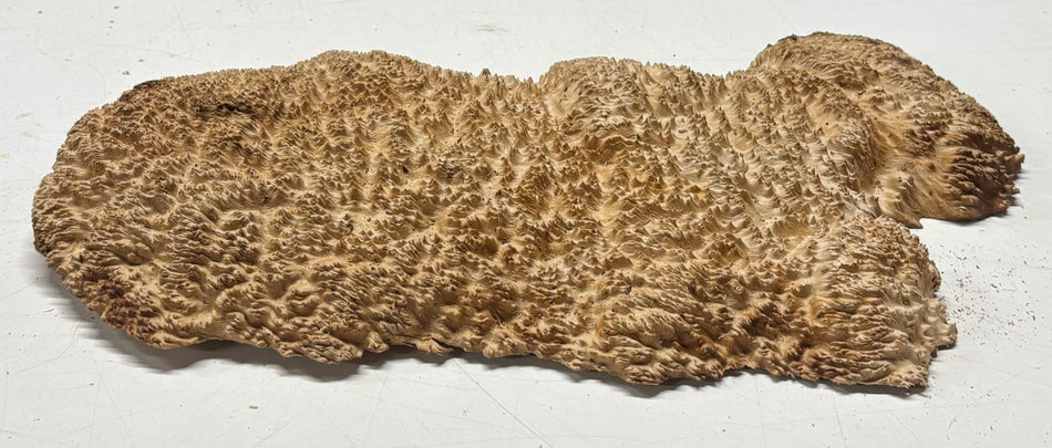 Brown Mallee Burl Blank 15" x 6" x 1.5" 4 Lbs #6273