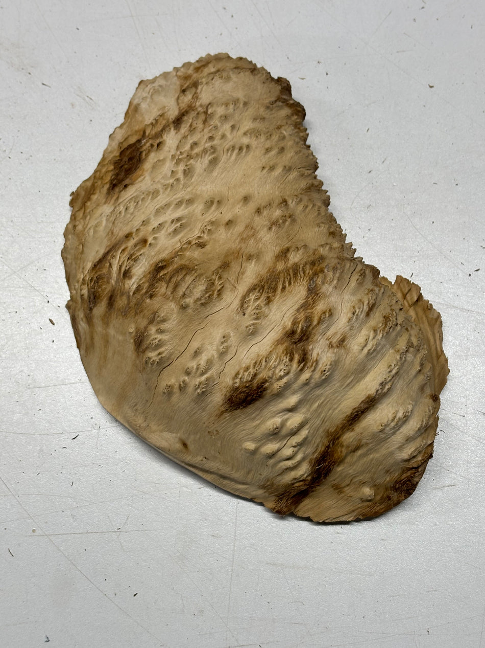 Brown Mallee Burl Blank 9" x 5" x 2.5" 2 Lbs #6401