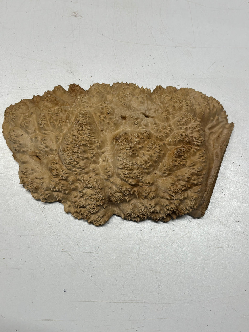 Brown Mallee Burl Blank 10.5" x 6.5" x 3" 2.8 Lbs #6403
