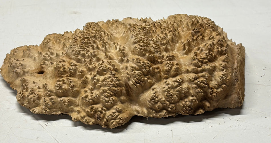 Brown Mallee Burl Blank 10.5" x 6.5" x 3" 2.8 Lbs #6403