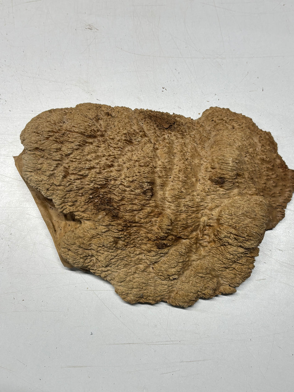 Brown Mallee Burl Blank 10" x 8.5" x 3" 4 Lbs #6404