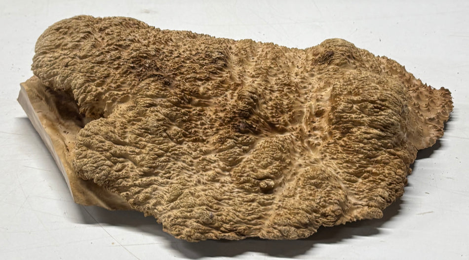 Brown Mallee Burl Blank 10" x 8.5" x 3" 4 Lbs #6404