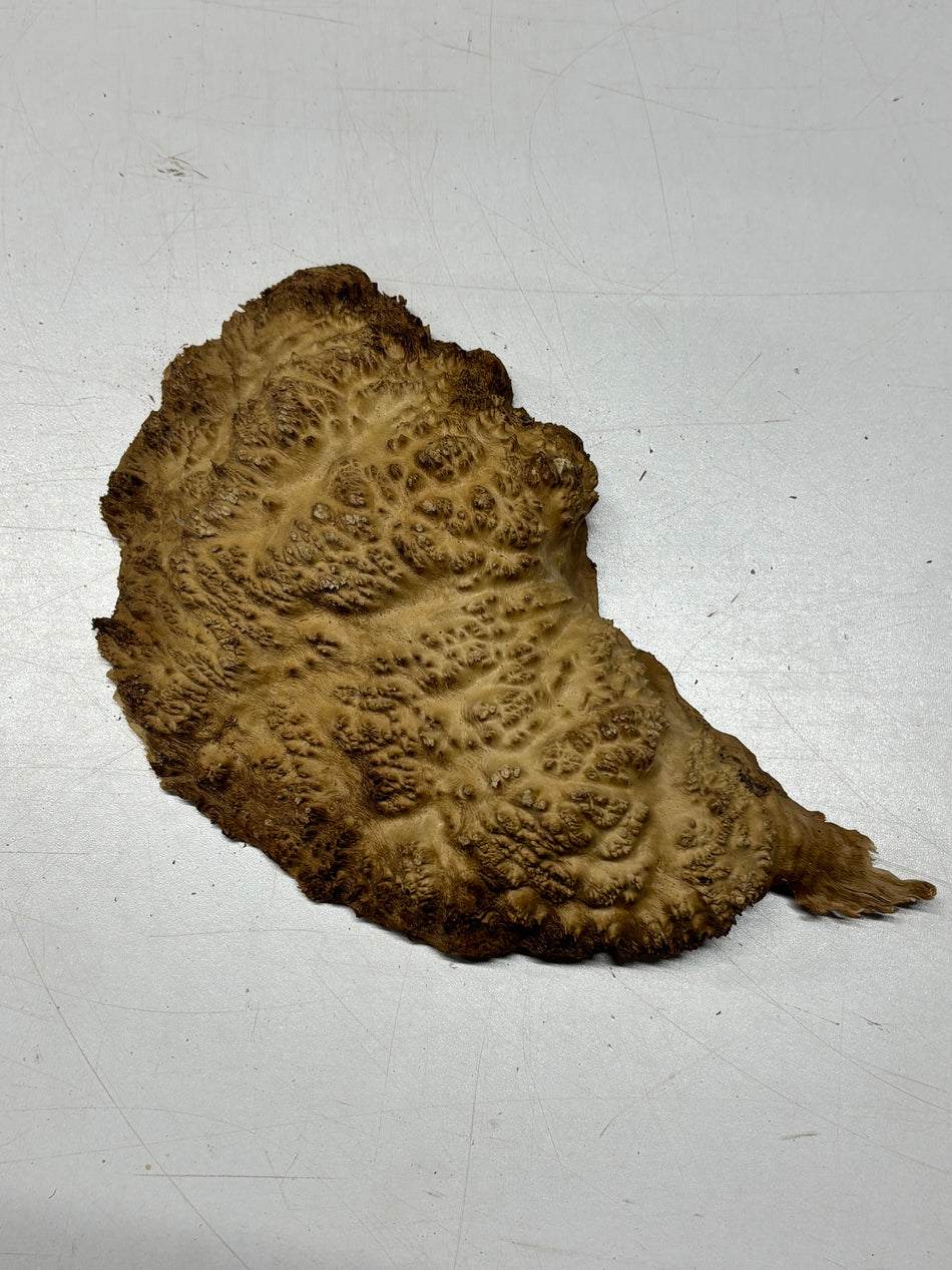 Brown Mallee Burl Blank 9" x 6" x 1.5" 1.8 Lbs #6406