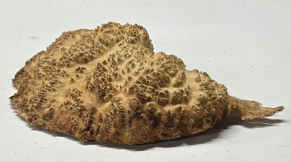 Brown Mallee Burl Blank 9" x 6" x 1.5" 1.8 Lbs #6406