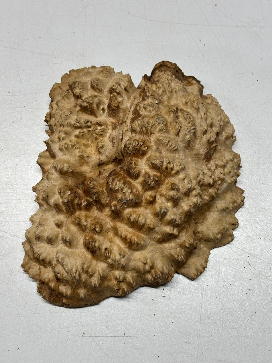 Brown Mallee Burl Blank 8" x 7.5" x 3" 1.9 Lbs #6408