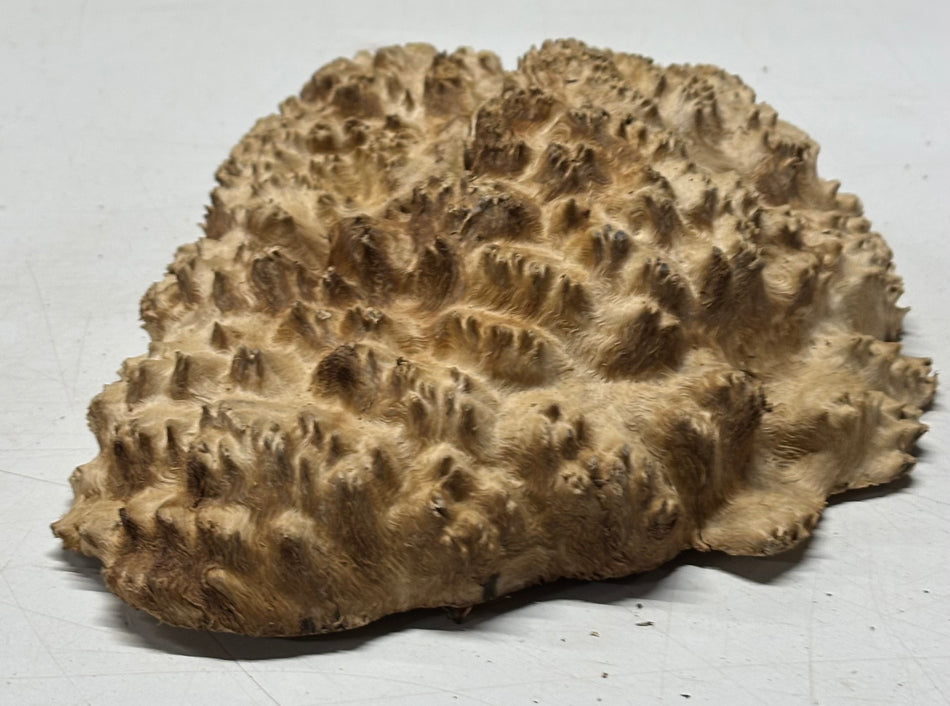 Brown Mallee Burl Blank 8" x 7.5" x 3" 1.9 Lbs #6408