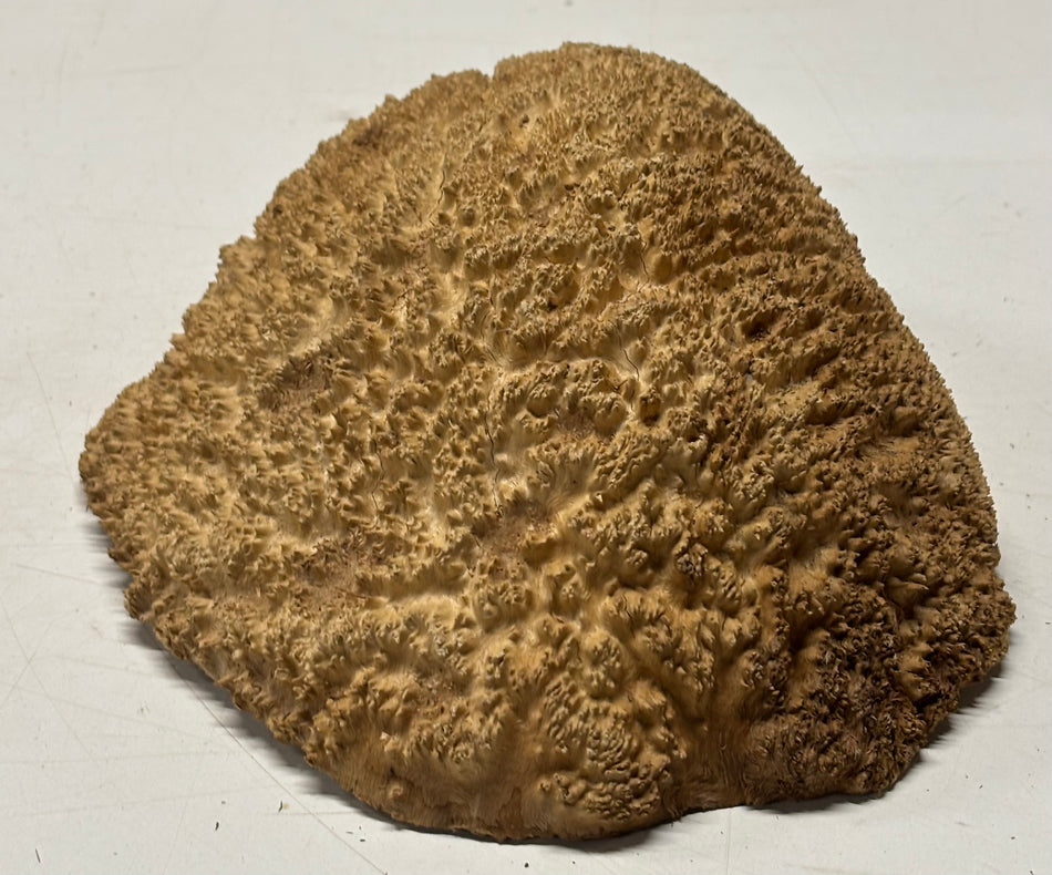 Brown Mallee Burl Blank 9" x 8" x 4" 4 Lbs #6409