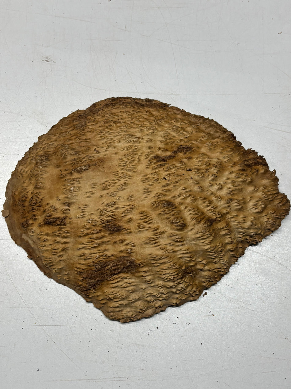 Brown Mallee Burl Blank 12" x 9" x 2" 3.9 Lbs #6410