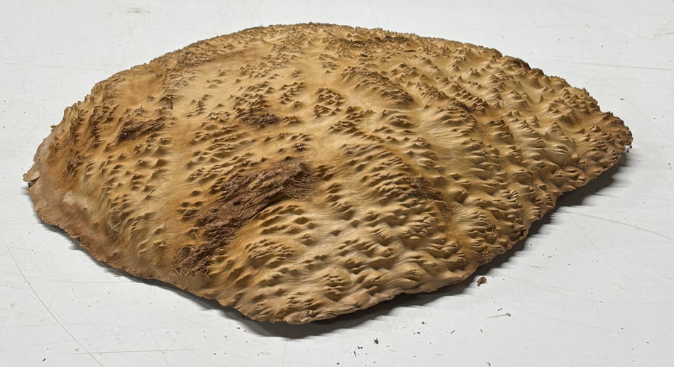 Brown Mallee Burl Blank 12" x 9" x 2" 3.9 Lbs #6410