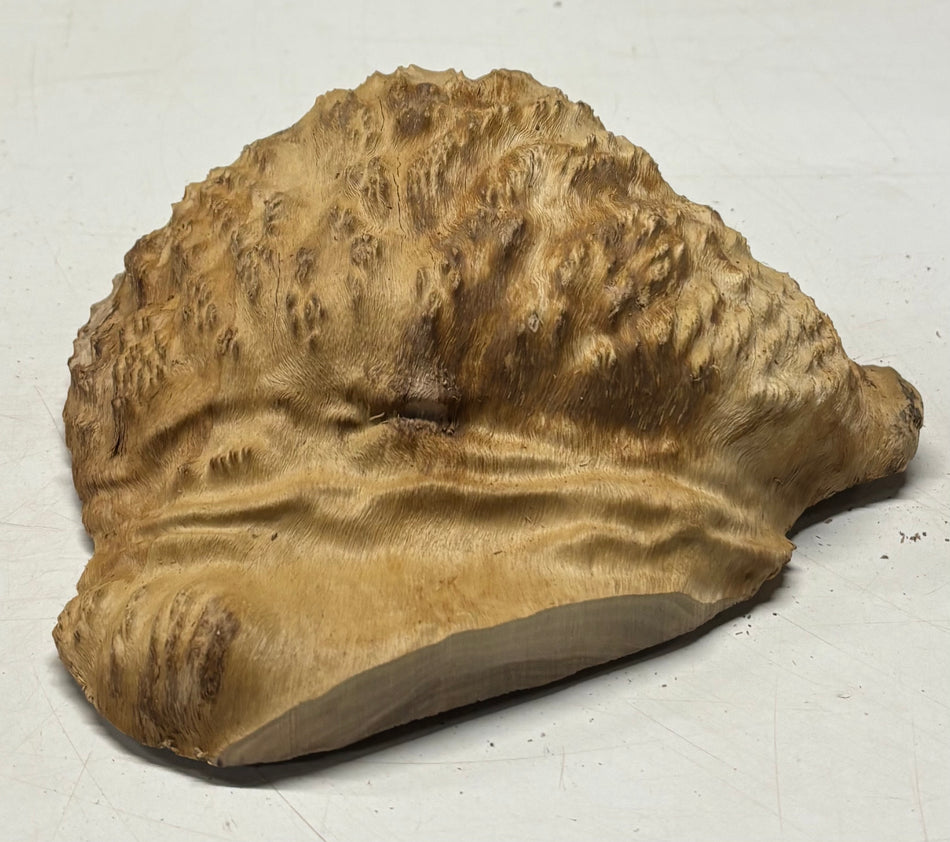 Brown Mallee Burl Blank 7" x 6" x 2" 1.9 Lbs #6411