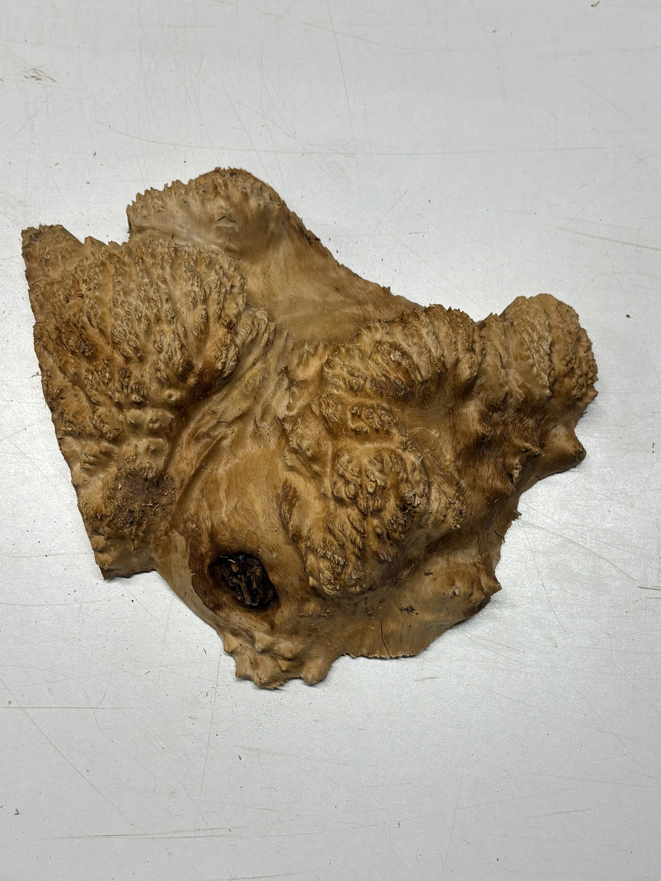 Brown Mallee Burl Blank 9.5" x 9" x 2.5" 3 Lbs #6412