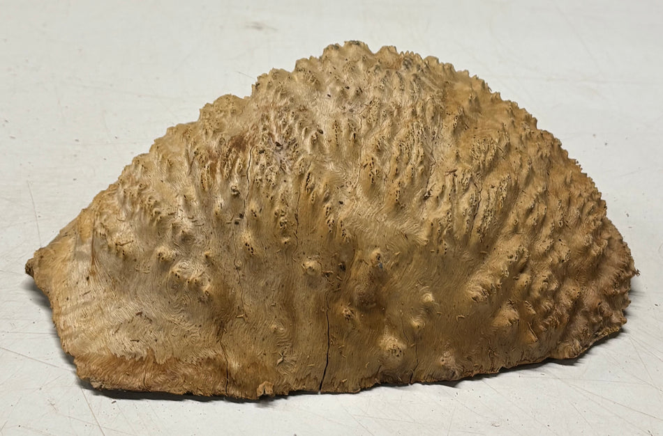 Brown Mallee Burl Blank 8" x 5.5" x 3" 1.6 Lbs #6413