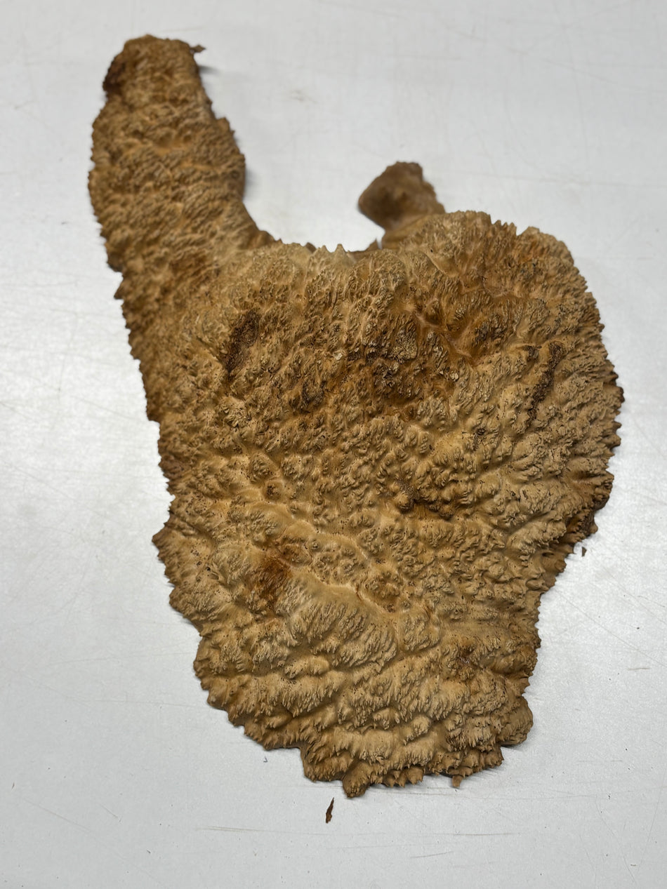 Brown Mallee Burl Blank 12" x 9" x 3" 4.7 Lbs #6414