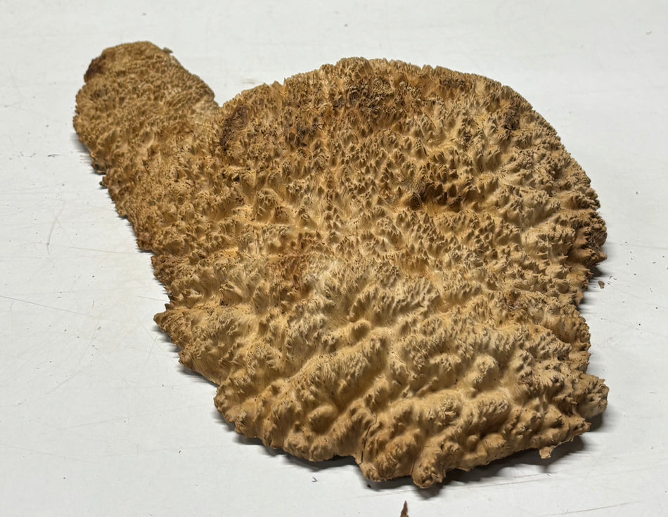 Brown Mallee Burl Blank 12" x 9" x 3" 4.7 Lbs #6414