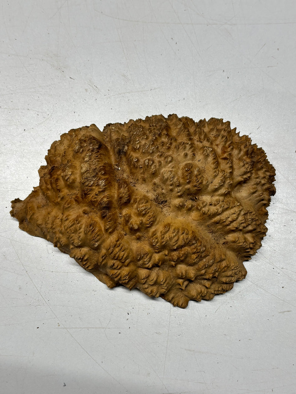 Brown Mallee Burl Blank 8" x 5" x 2" 1.7 Lbs #6415