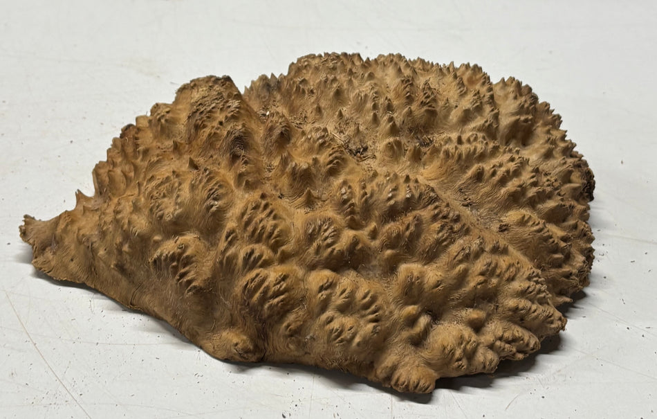Brown Mallee Burl Blank 8" x 5" x 2" 1.7 Lbs #6415