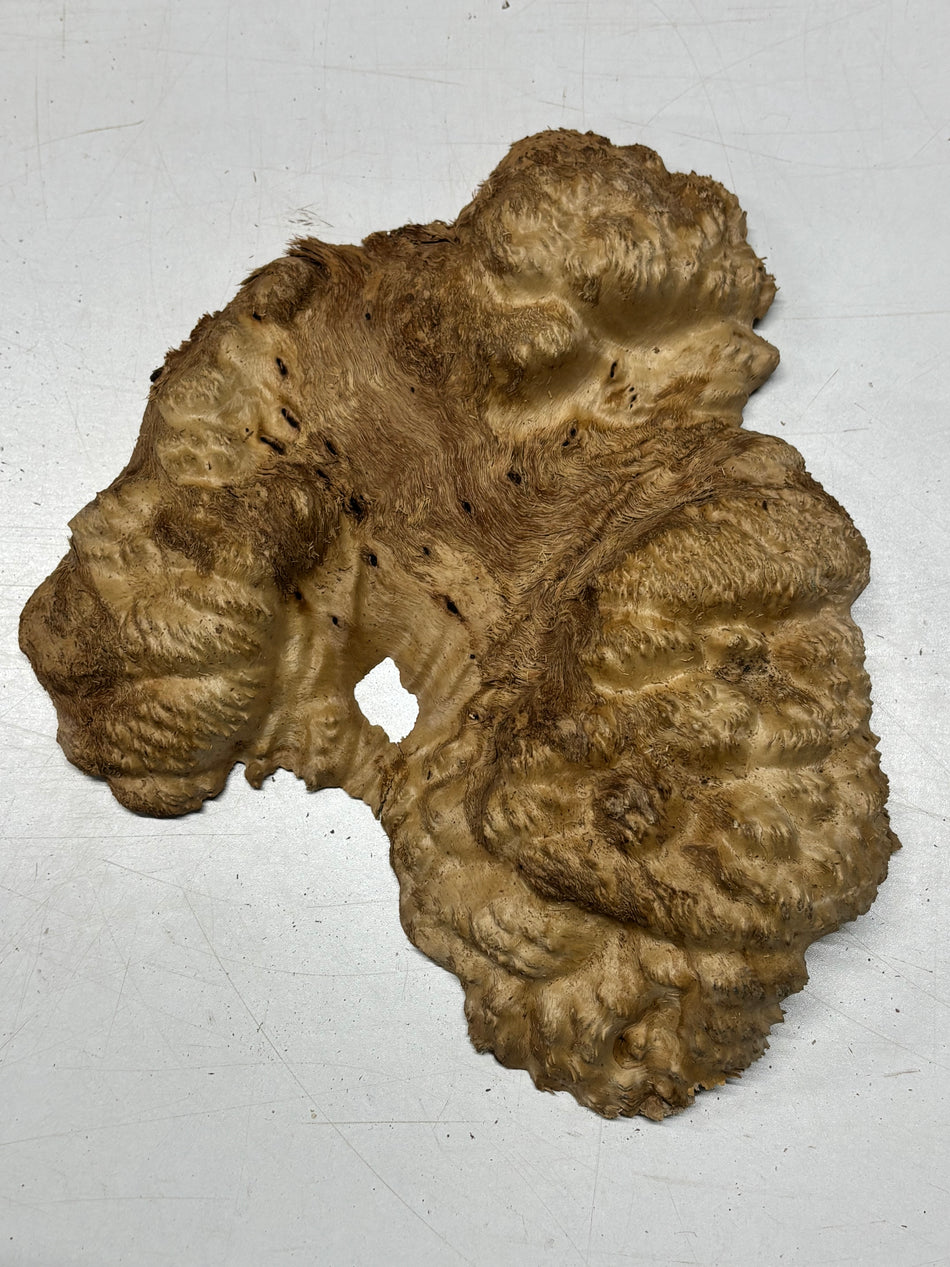 Brown Mallee Burl Blank 12" x 12" x 2" 3.2 Lbs #6416