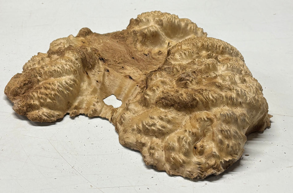 Brown Mallee Burl Blank 12" x 12" x 2" 3.2 Lbs #6416