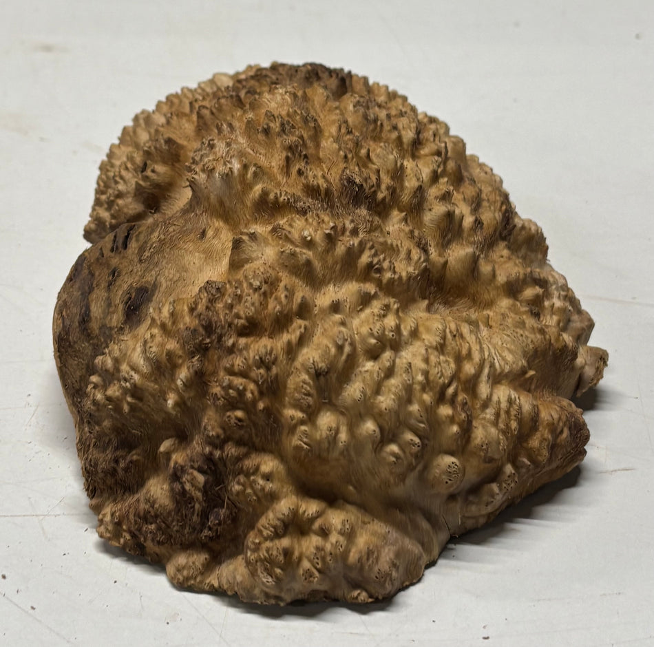 Brown Mallee Burl Blank 9" x 6" x 3" 2.3 Lbs #6417