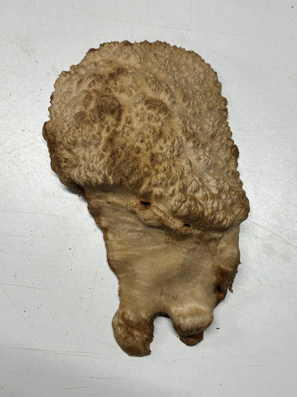 Brown Mallee Burl Blank 10" x 6" x 3" 2.7 Lbs #6418