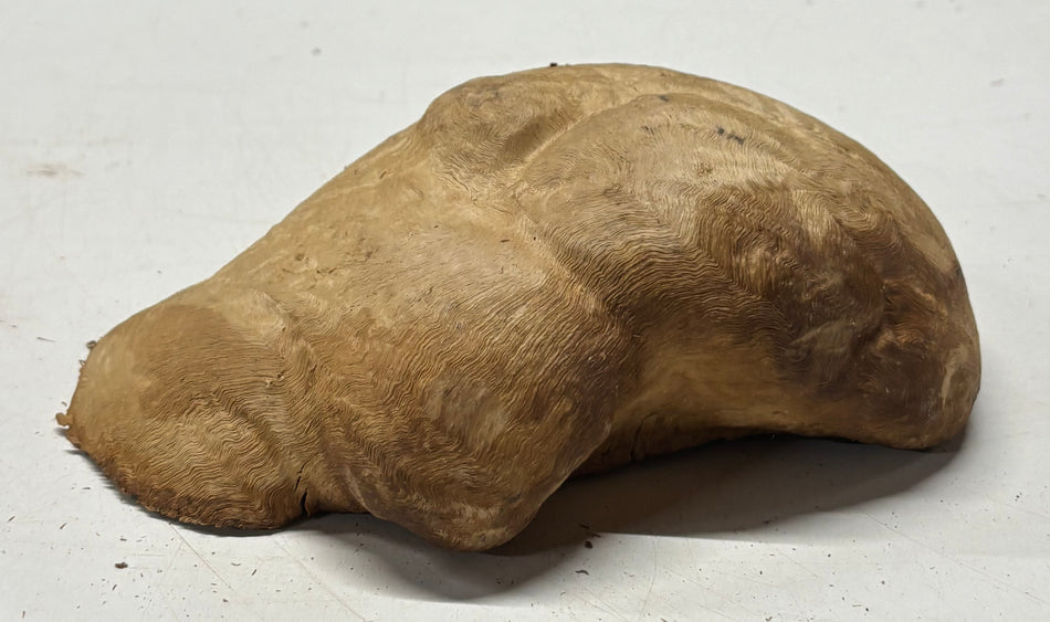 Brown Mallee Burl Blank 8" x 5" x 3" 1.8 Lbs #6419
