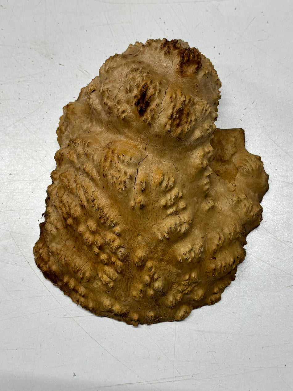 Brown Mallee Burl Blank 8.5" x 7" x 3" 3 Lbs #6420