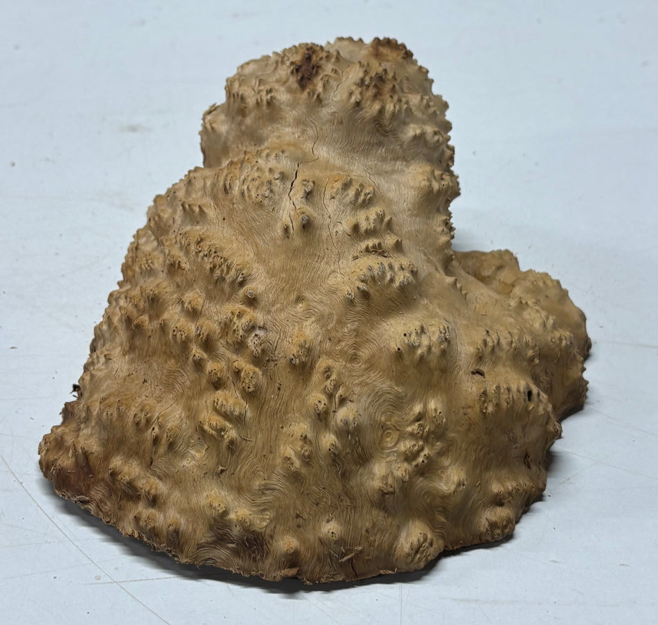 Brown Mallee Burl Blank 8.5" x 7" x 3" 3 Lbs #6420