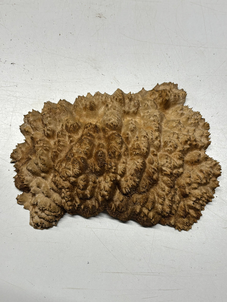 Brown Mallee Burl Blank 10" x 8" x 2" 2.8 Lbs #6421