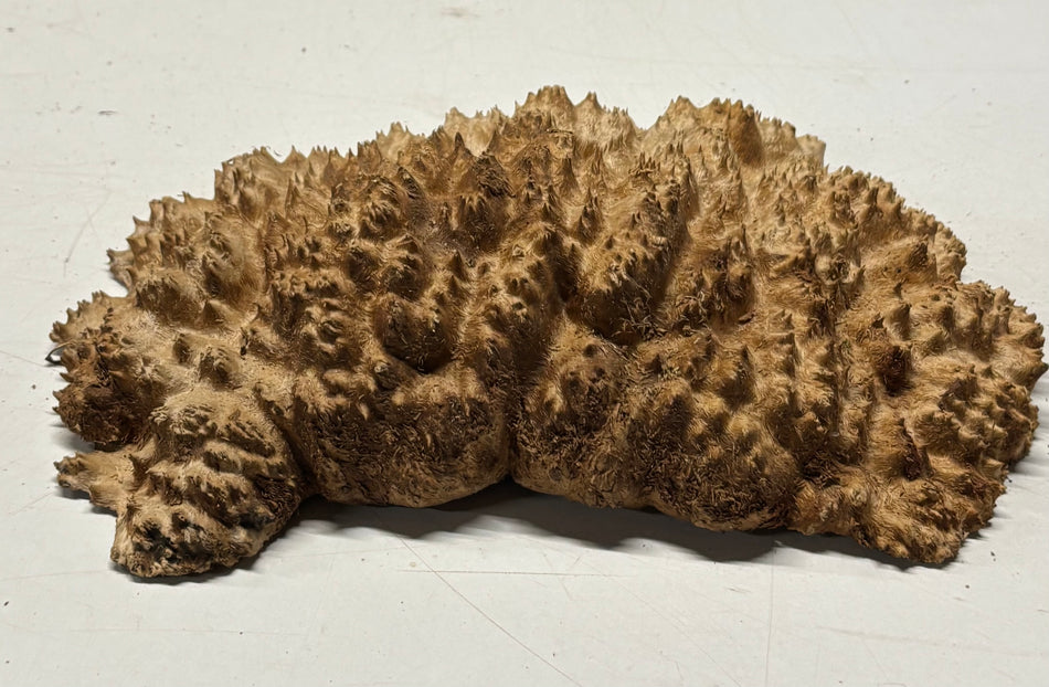 Brown Mallee Burl Blank 10" x 8" x 2" 2.8 Lbs #6421