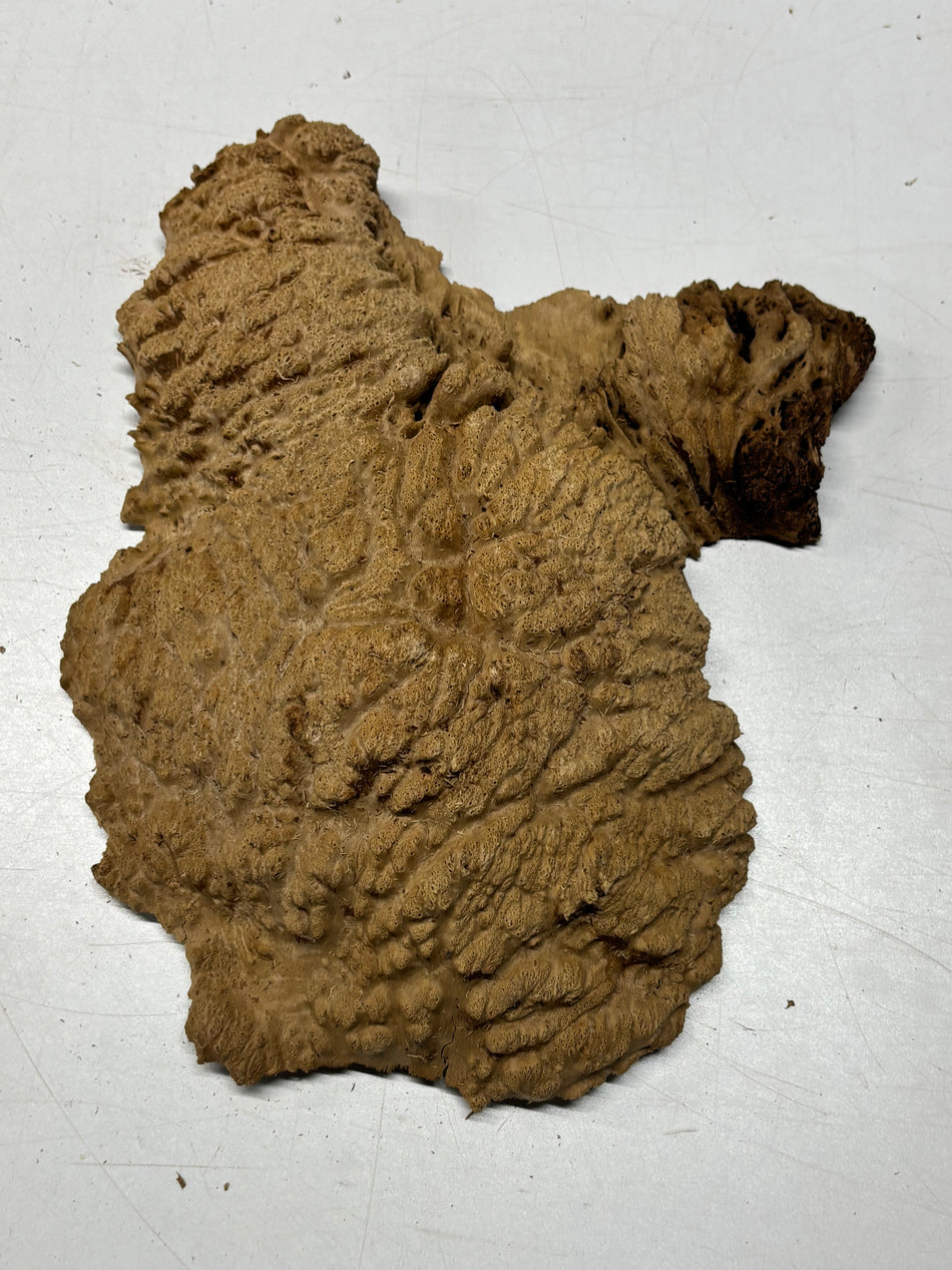 Brown Mallee Burl Blank 13" x 10" x 3" 4.1 Lbs #6422