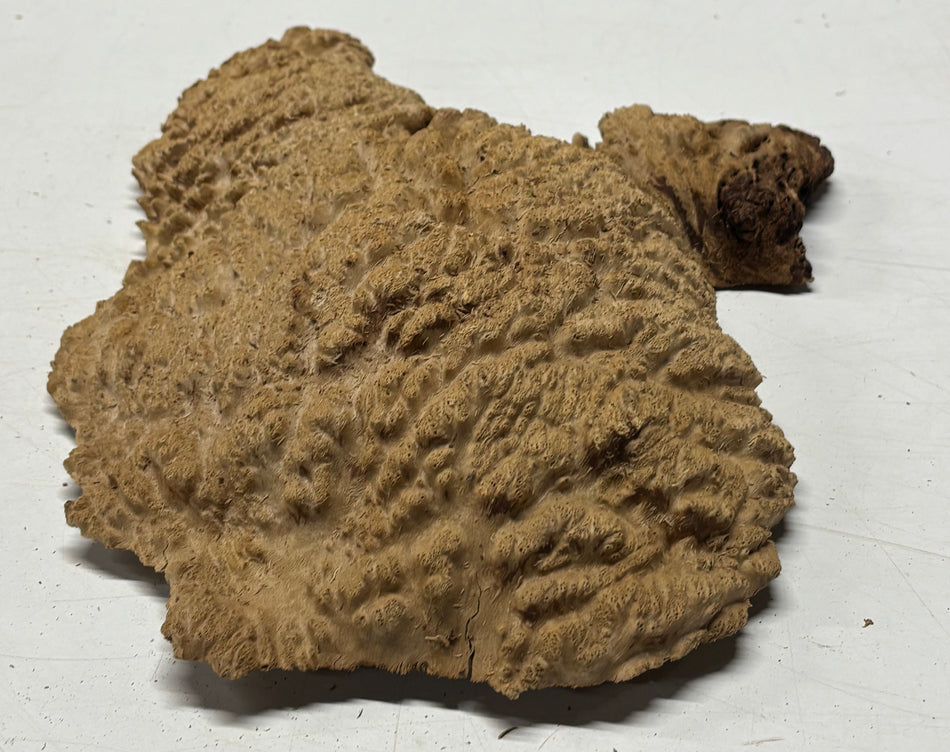 Brown Mallee Burl Blank 13" x 10" x 3" 4.1 Lbs #6422