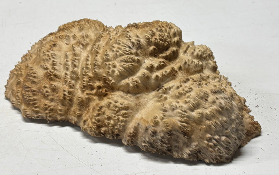 Brown Mallee Burl Blank 11" x 6.5" x 2" 3.6 Lbs #6423