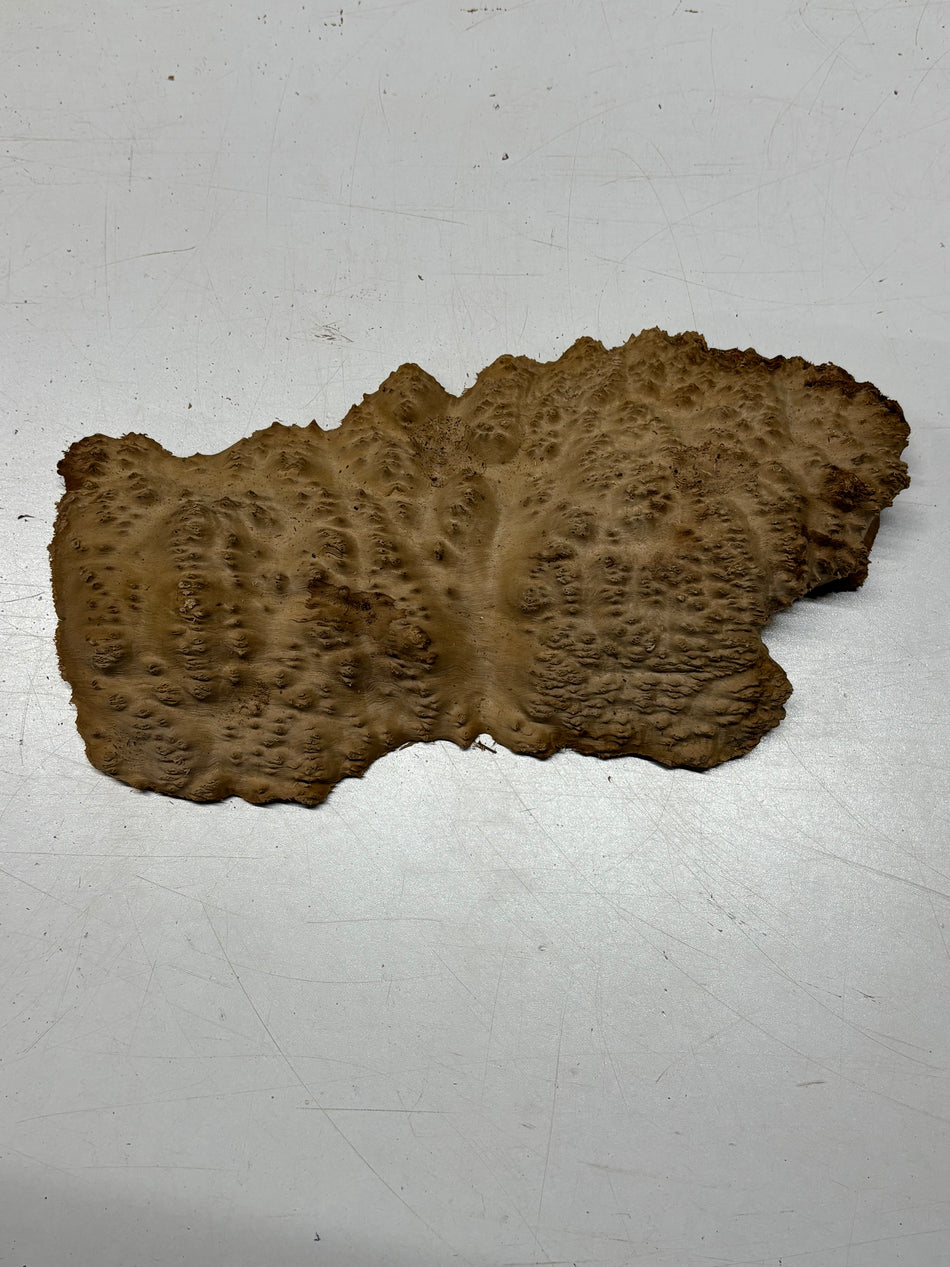 Brown Mallee Burl Blank 13" x 6" x 2" 2.3 Lbs #6424