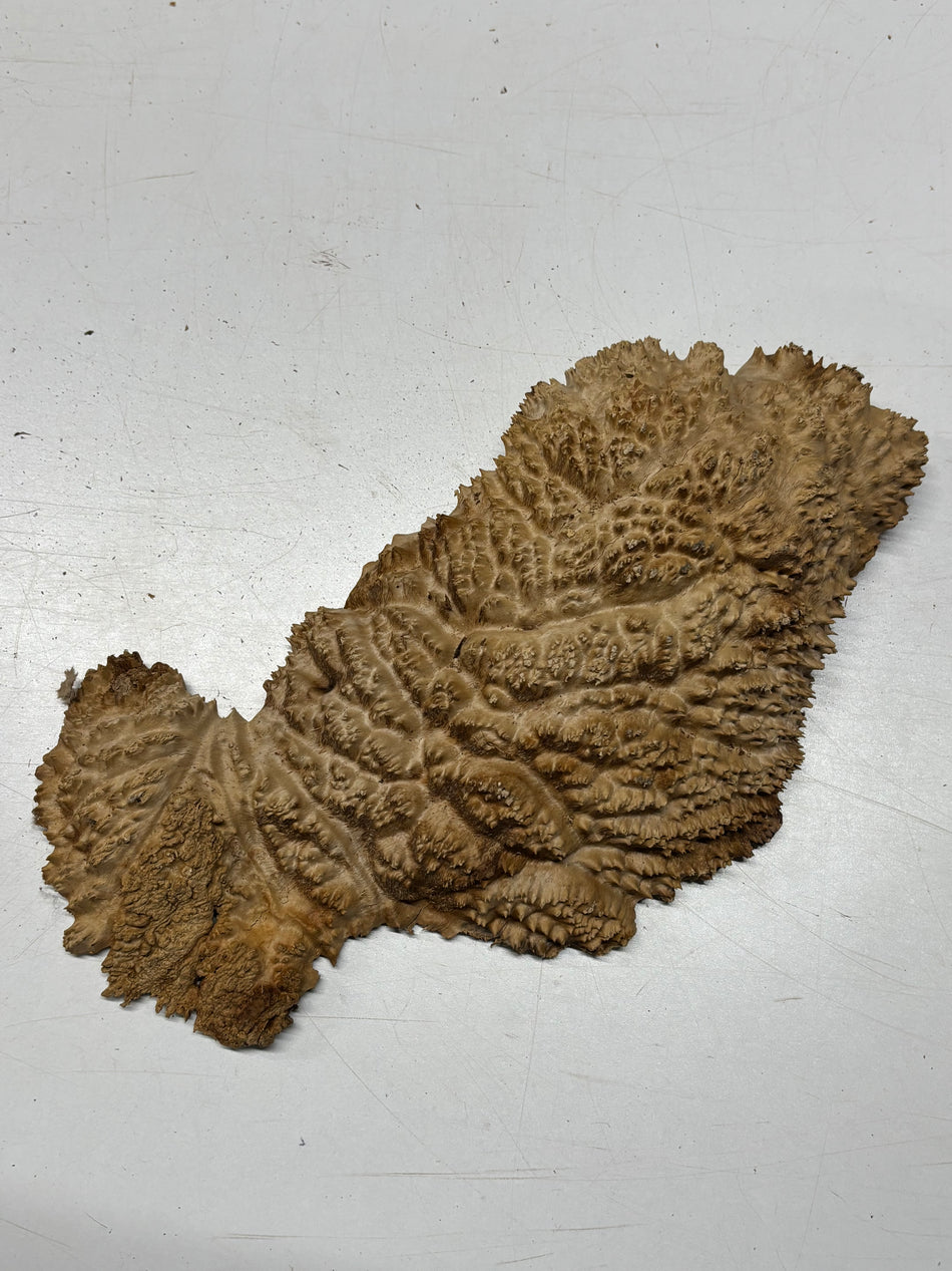 Brown Mallee Burl Blank 13" x 6" x 2" 3.6 Lbs #6425
