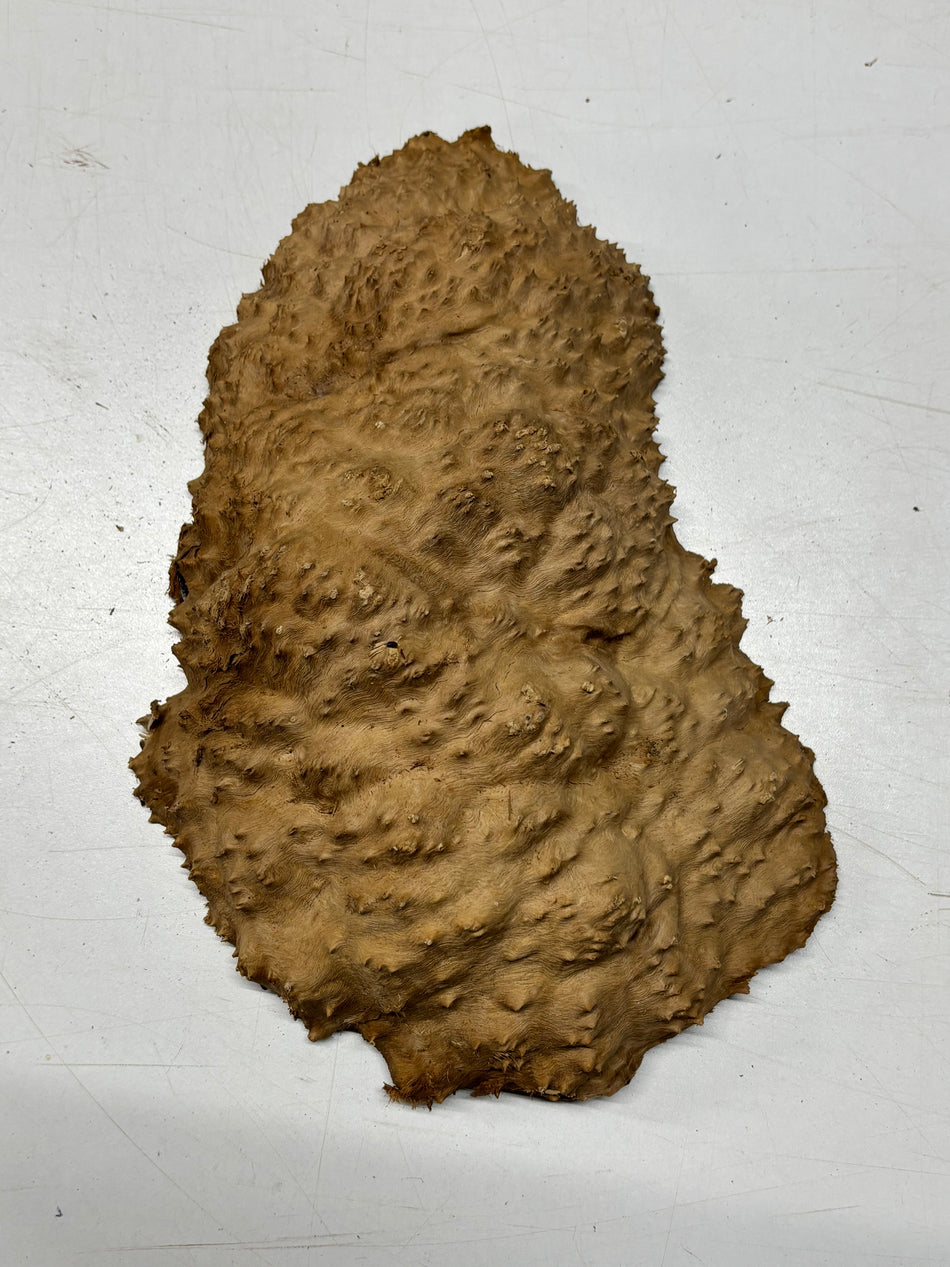 Brown Mallee Burl Blank 12" x 7" x 3" 4.3 Lbs #6427