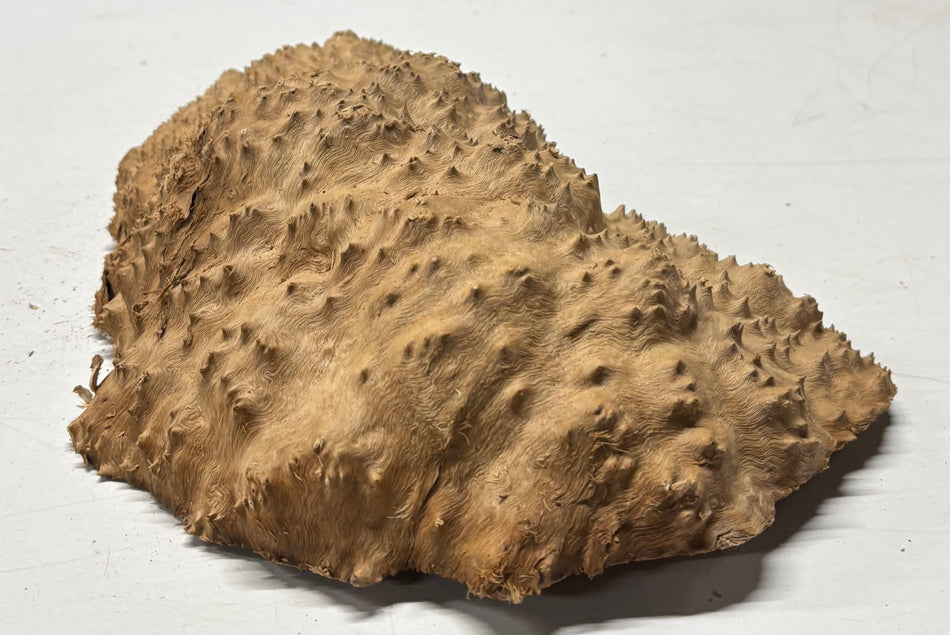 Brown Mallee Burl Blank 12" x 7" x 3" 4.3 Lbs #6427