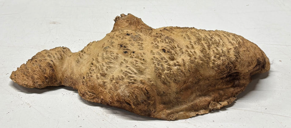Brown Mallee Burl Blank 10" x 6" x 2" 1.9 Lbs #6428