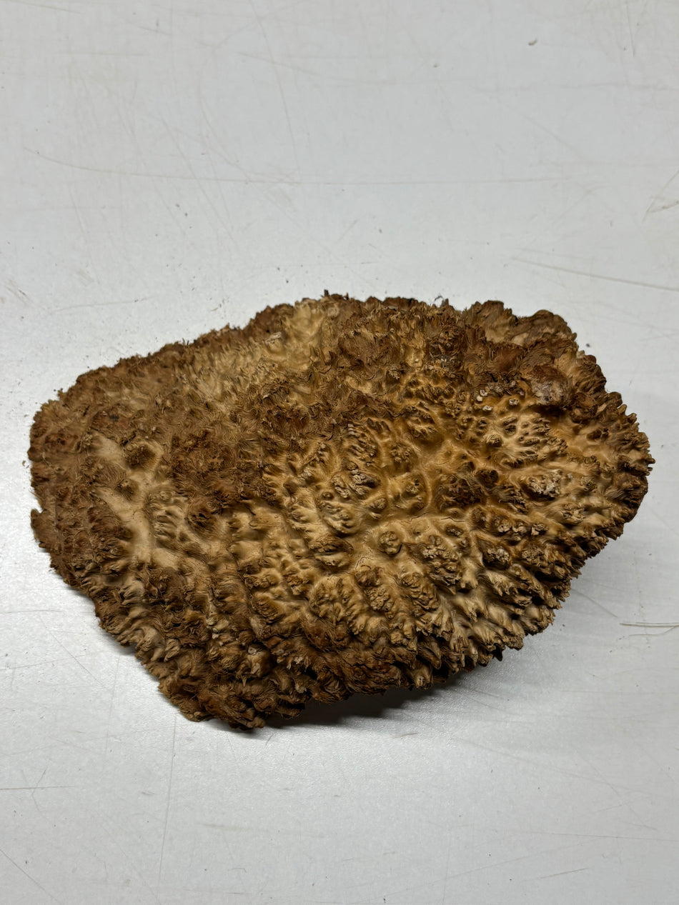 Brown Mallee Burl Blank 9" x 7" x 4" 3.9 Lbs #6429