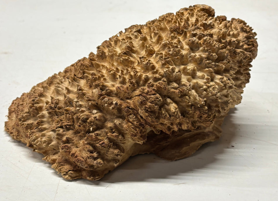 Brown Mallee Burl Blank 9" x 7" x 4" 3.9 Lbs #6429