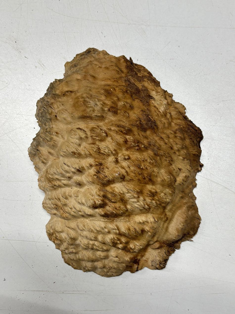 Brown Mallee Burl Blank 10" x 7" x 5" 2.6 Lbs #6430