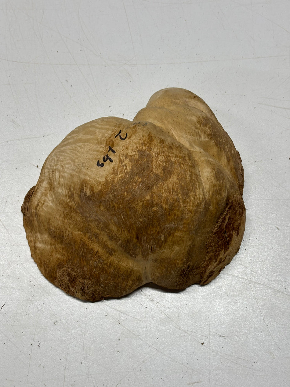 Brown Mallee Burl Blank 7" x 5" x 3" 2 Lbs #6431